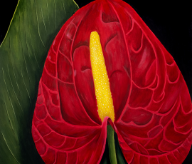 Anthurium